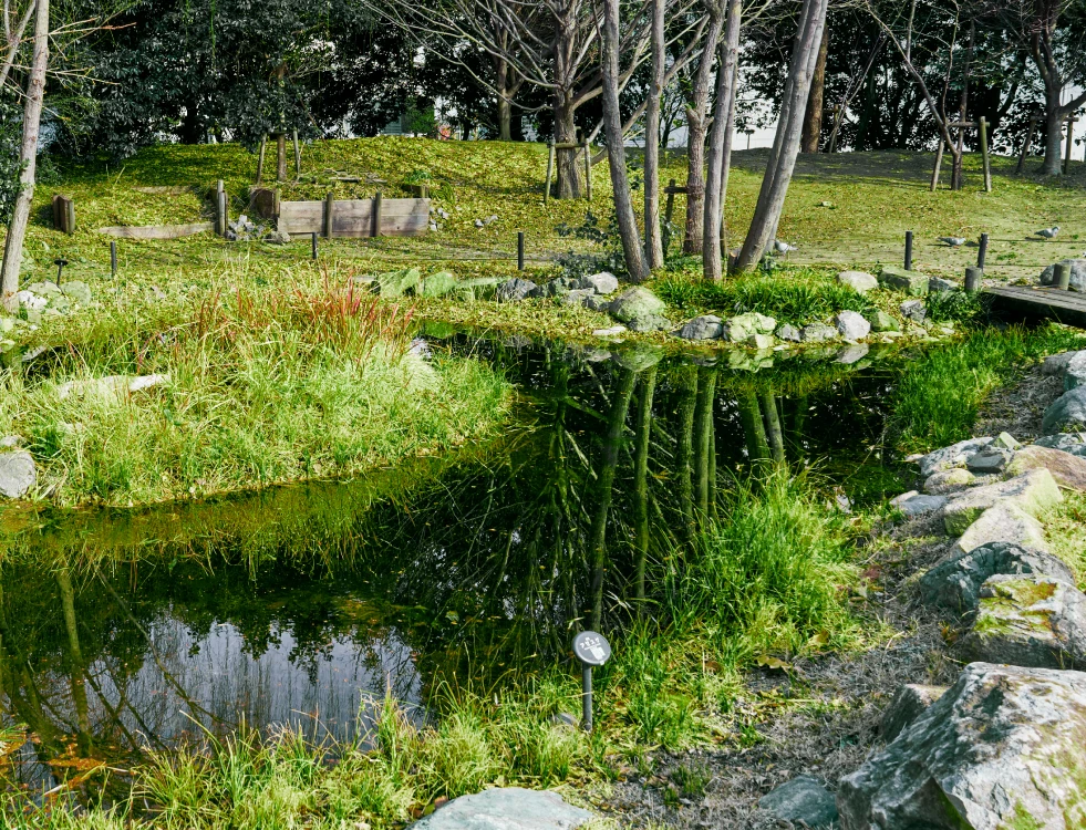 写真：門真地区のビオトープ