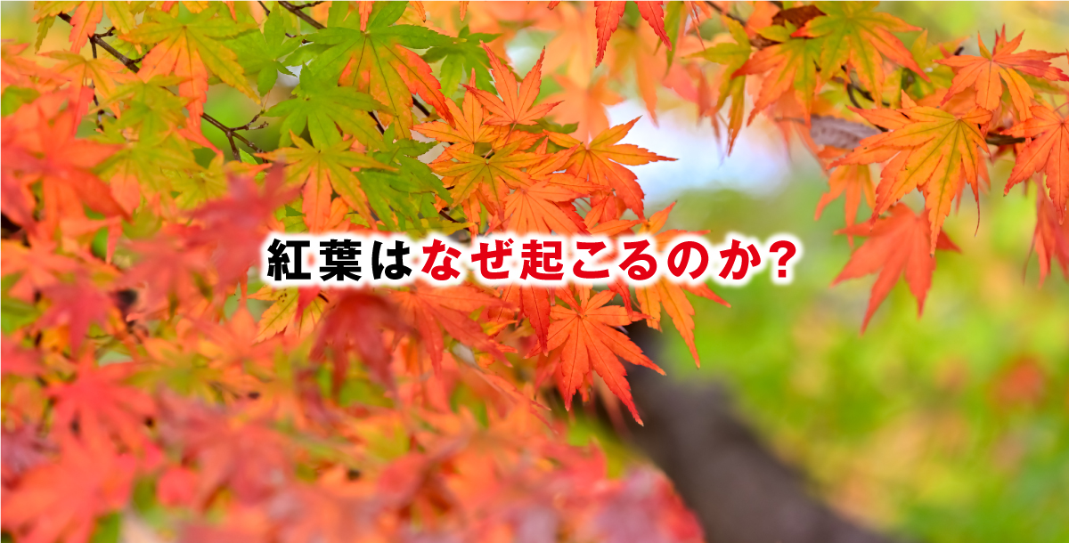 紅葉はなぜ起こるのか？