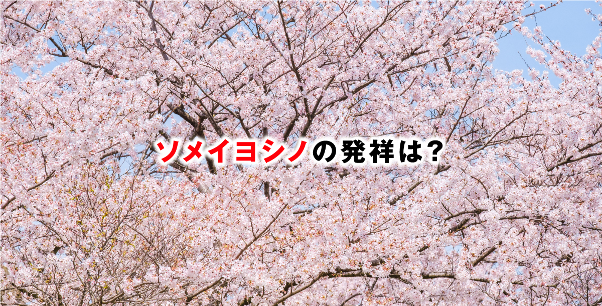ソメイヨシノの発祥は？