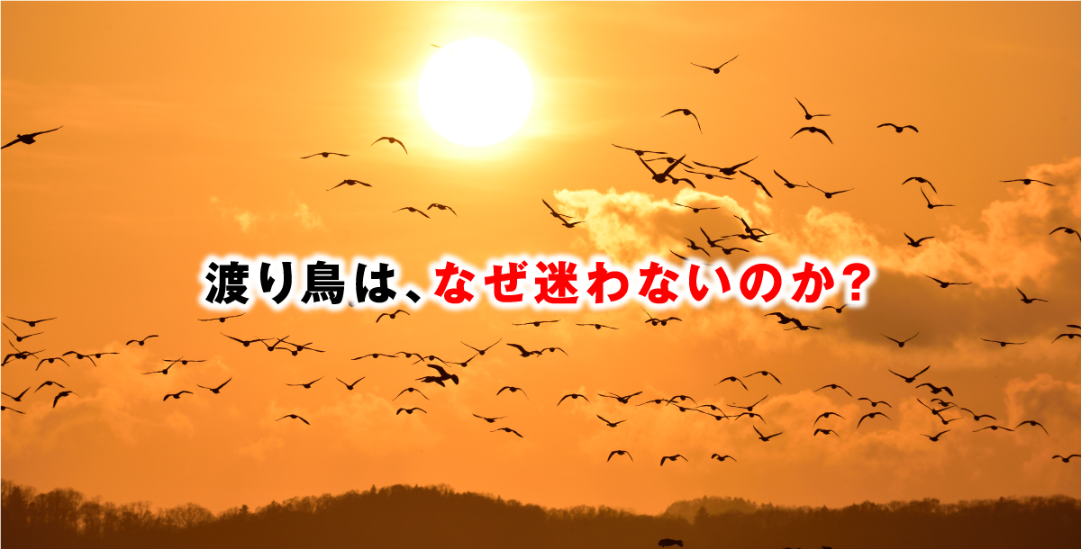渡り鳥は、なぜ迷わないのか？