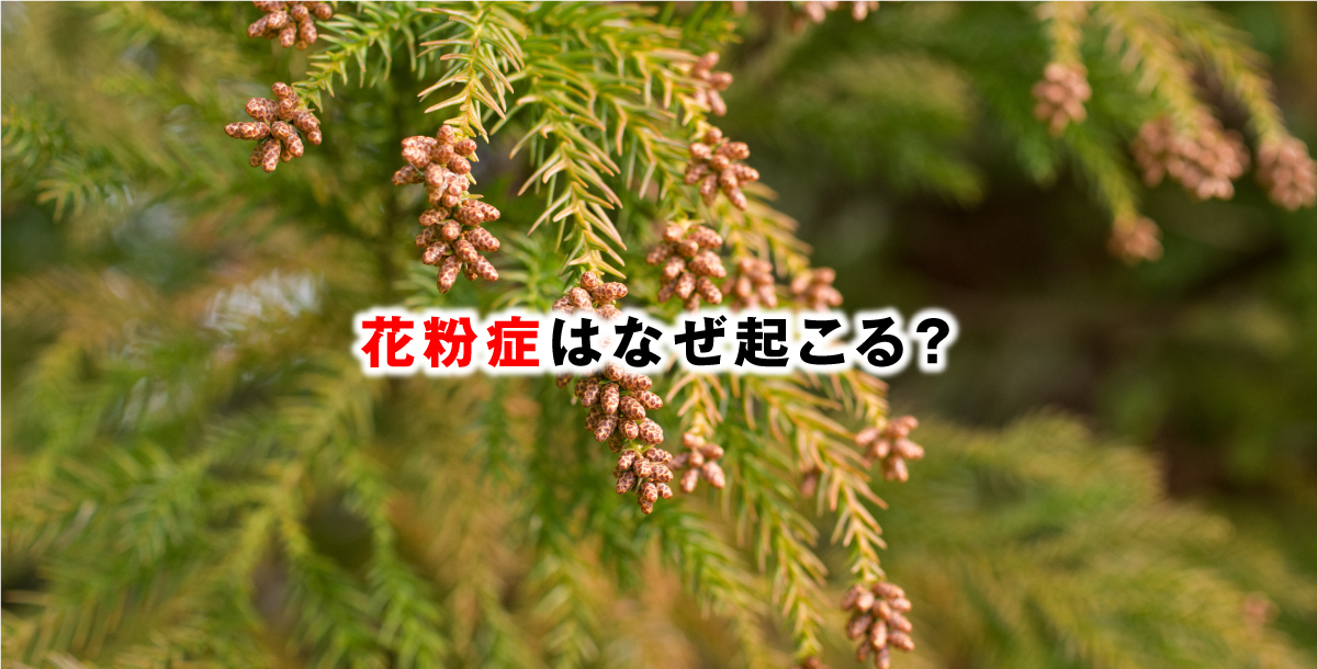 花粉症はなぜ起こる？