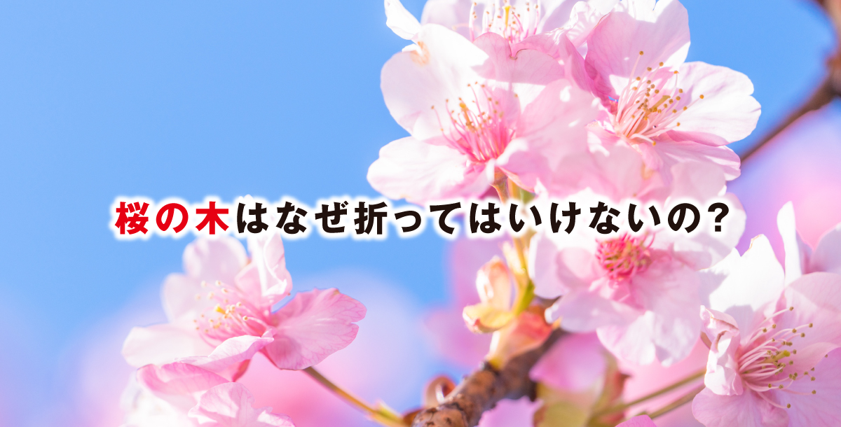 桜の木はなぜ折ってはいけないの？
