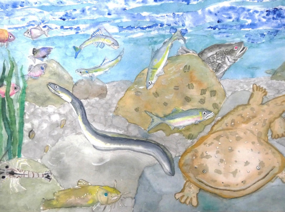 川の中の生物のくらし