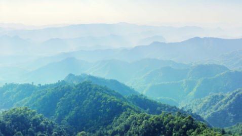 遠くまで広がる緑の森を俯瞰した画像