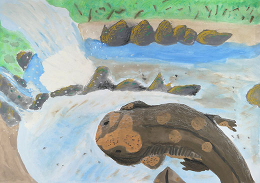 清流のオオサンショウウオ