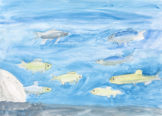 川で泳ぐ魚達