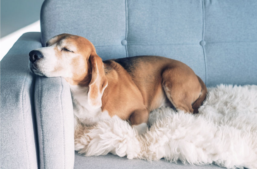 ペット（犬）が寝ている写真
