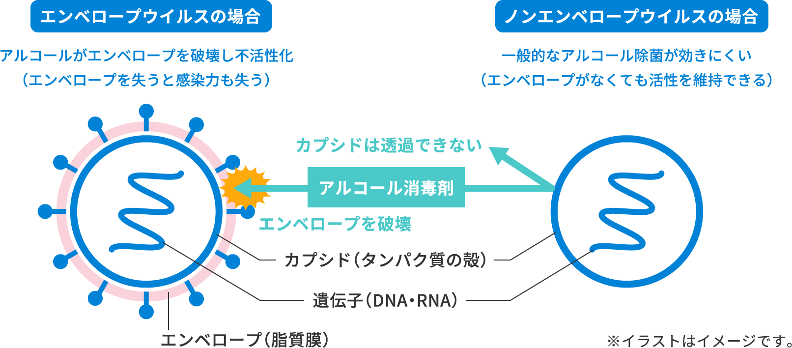 エンベロープウイルスとノンエンベロープウイルスの違い