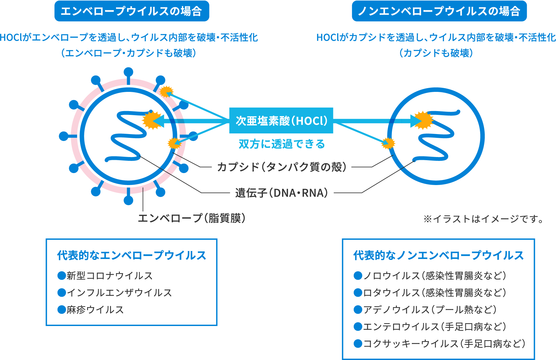 次亜塩素酸のウイルスへの作用