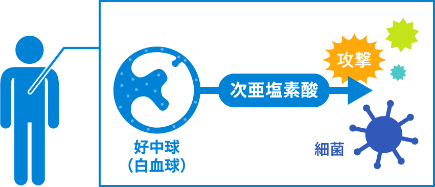 好中球(白血球)で次亜塩素酸が生成されている図