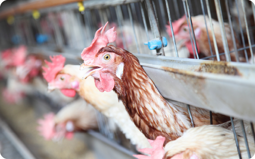 畜産業（鶏舎、牛舎、豚舎の消毒）