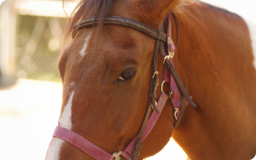 競走馬の目の消毒