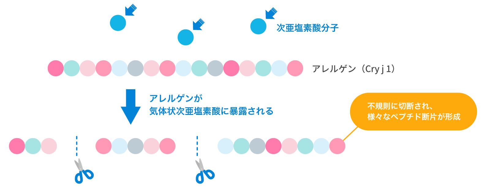 不規則に切断され様々なペプチド断片が形成