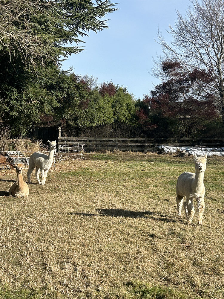 画像:写真4