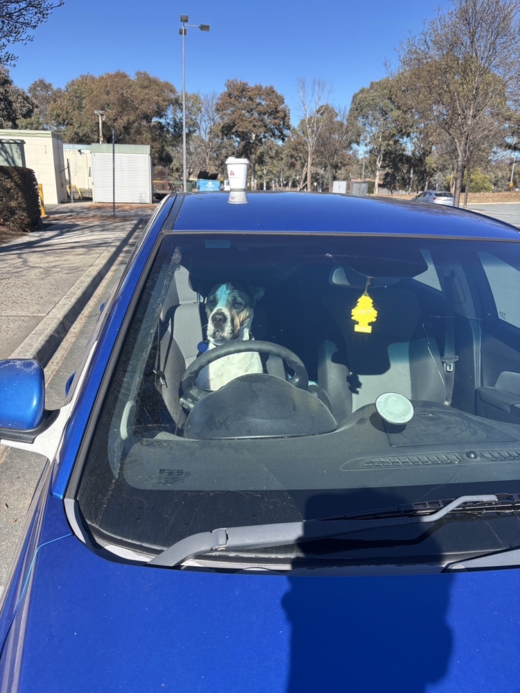 車で待つゼウスくん