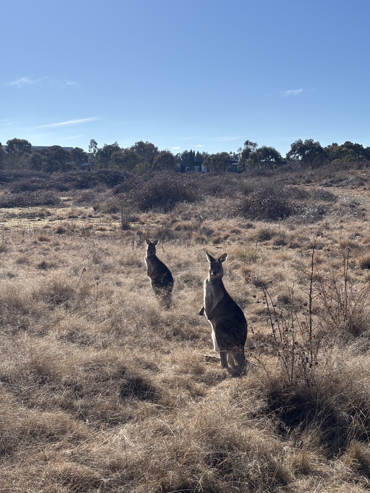 近距離でのカンガルー、オーストラリアらしさを感じました